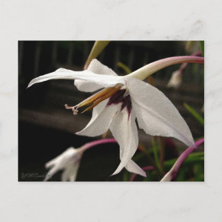 Acidanthera or Peacock Gladiolus Postcard