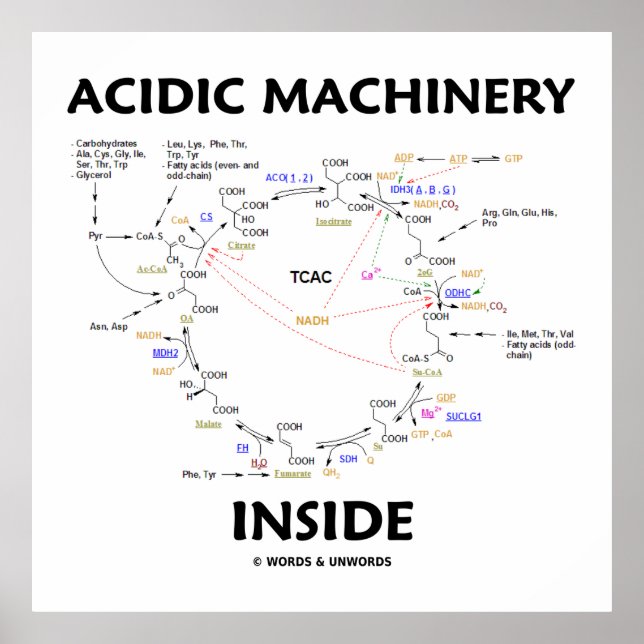 Acidic Machinery Inside (Krebs Citric Acid Cycle) Poster (Front)