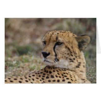 Acinonyx jubatus cards