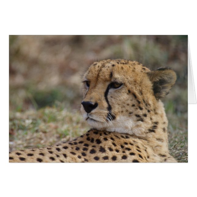 Acinonyx jubatus cards (Front Horizontal)