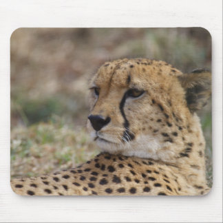 Acinonyx jubatus mouse pad