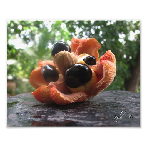 Ackee Family Photo Print