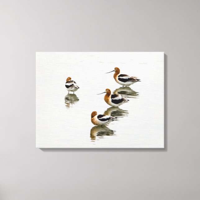 Acocets Canvas Print (Front)
