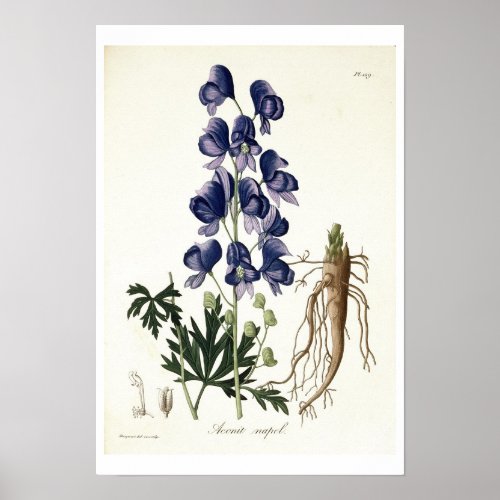 Aconitum Napellus from Phytographie Medicale by Poster