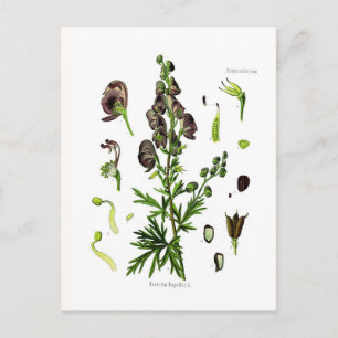 Aconitum napellus(Monkshood) Postcard