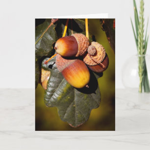 Acorn Cluster Holiday Card
