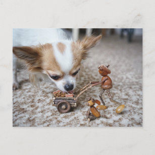 Acorn elf feeding chihuahua postcard