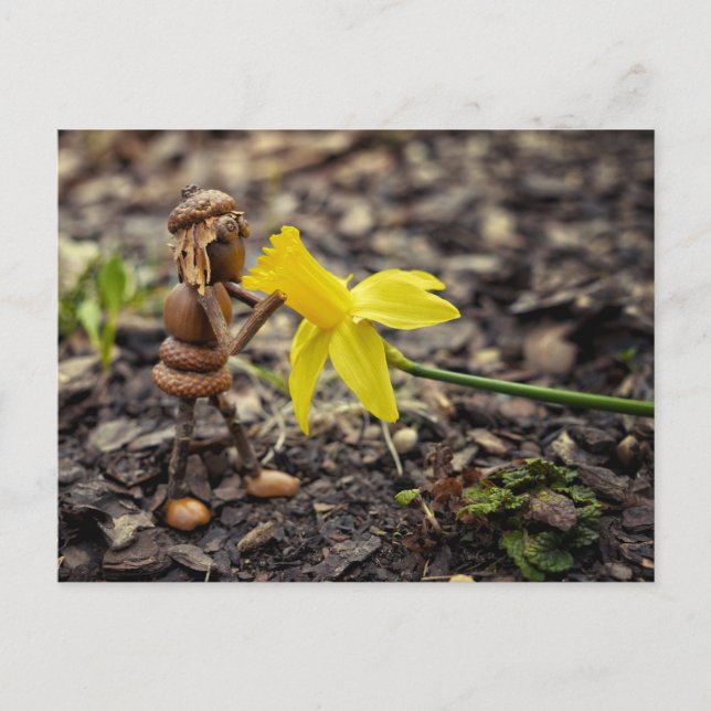 Acorn elf girl with yellow daffodil flower spring postcard (Front)