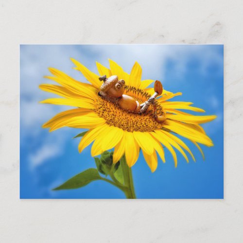 Acorn elf on the sunflower _ summer postcard