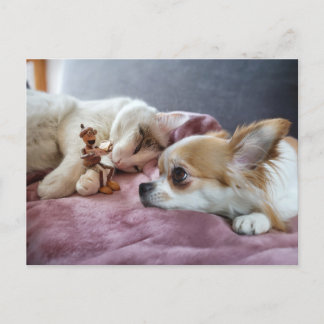 Acorn elf reads a fairy tale to a dog and a cat postcard