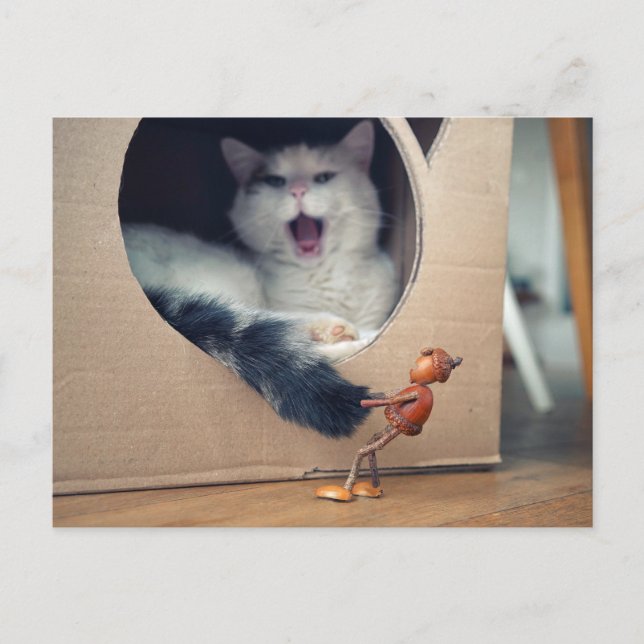 Acorn elf wakes the cat and takes a big risk  postcard (Front)