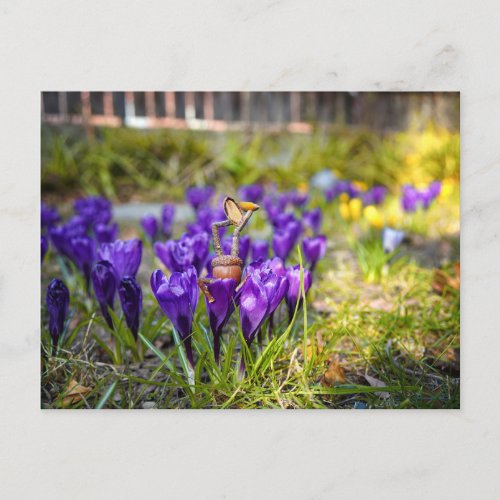 Acorn elf with purple crocus flower spring postcar postcard