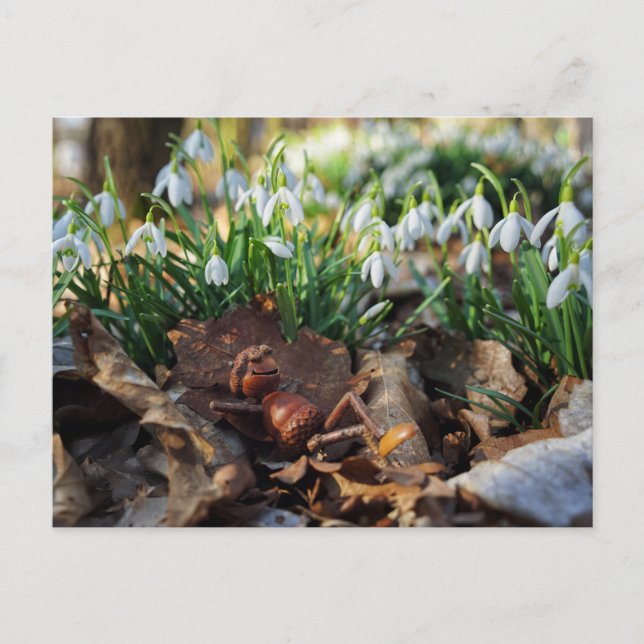 Acorn elf with spring snowdrops flowers postcard (Front)