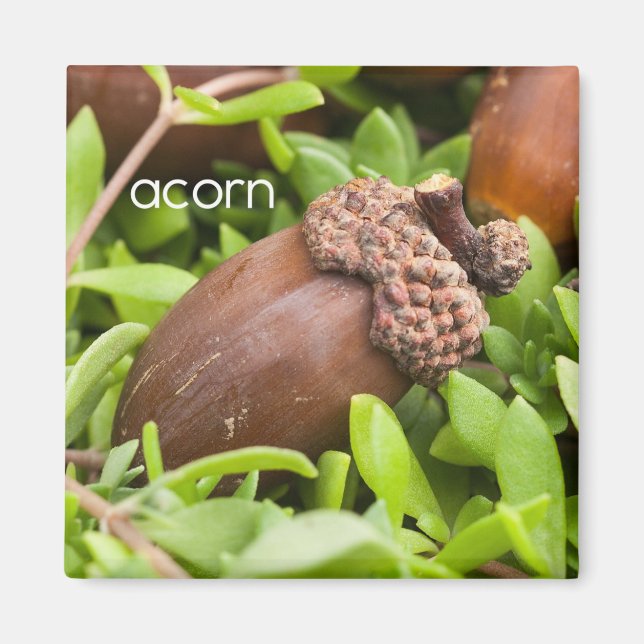 Acorn Refrigerator Magnet (Front)