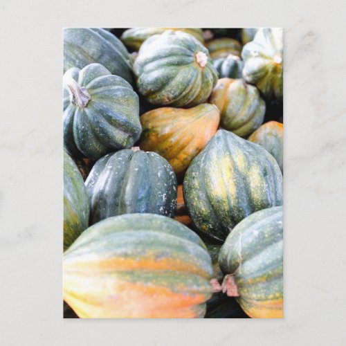 Acorn Squash Postcard