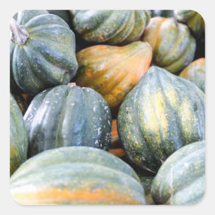 Acorn Squash Square Sticker