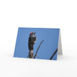 Acorn Woodpecker at Chiricahua National Monument Card