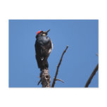 Acorn Woodpecker at Chiricahua National Monument Postcard
