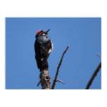 Acorn Woodpecker at Chiricahua National Monument Poster