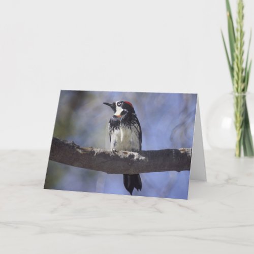 Acorn Woodpecker Card