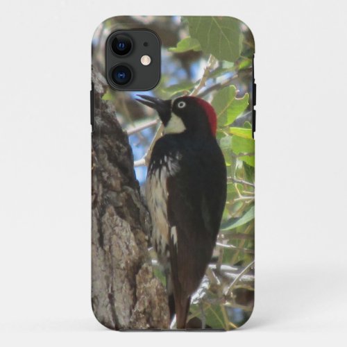 Acorn Woodpecker iPhone Case