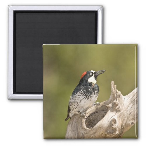 Acorn Woodpecker Melanerpes formicivorus South Magnet