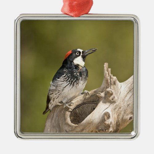 Acorn Woodpecker Melanerpes formicivorus South Metal Ornament