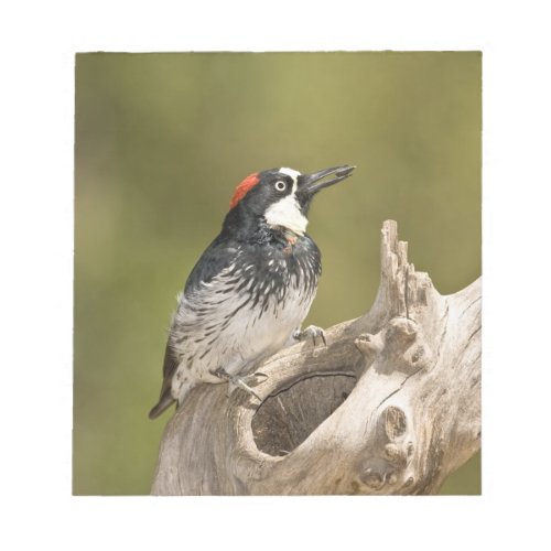 Acorn Woodpecker Melanerpes formicivorus South Notepad