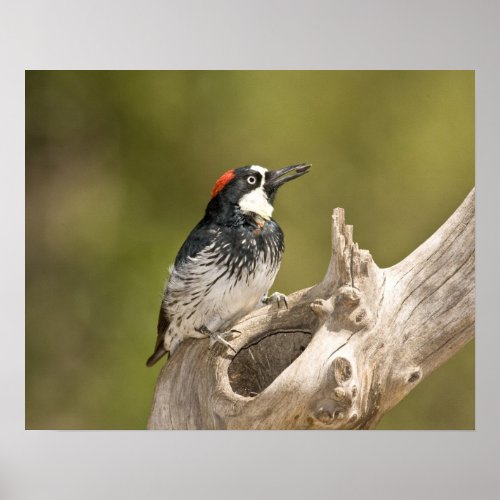 Acorn Woodpecker Melanerpes formicivorus South Poster