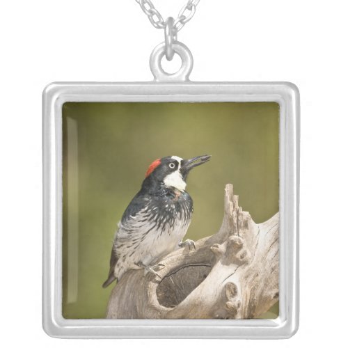 Acorn Woodpecker Melanerpes formicivorus South Silver Plated Necklace