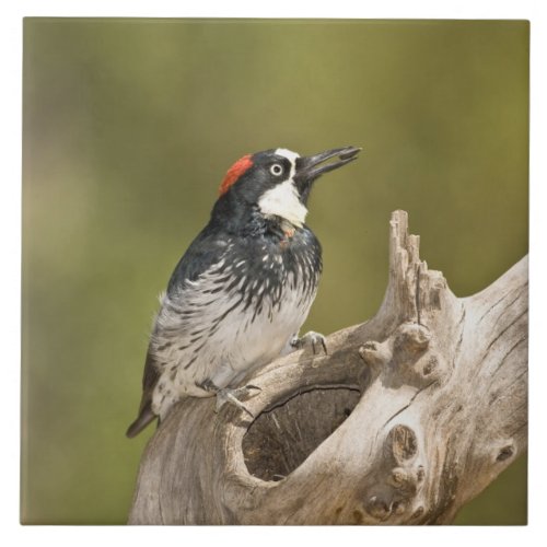 Acorn Woodpecker Melanerpes formicivorus South Tile