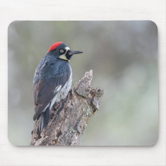 Acorn Woodpecker Mouse Pad (Front)