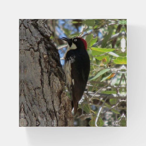 Acorn Woodpecker Paperweight