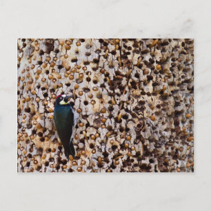 Acorn Woodpecker Postcard