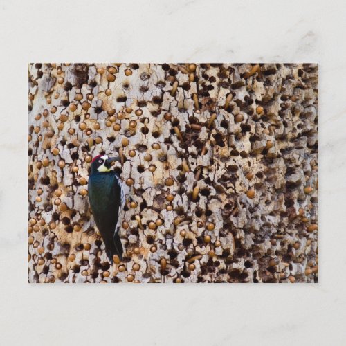 Acorn Woodpecker Postcard