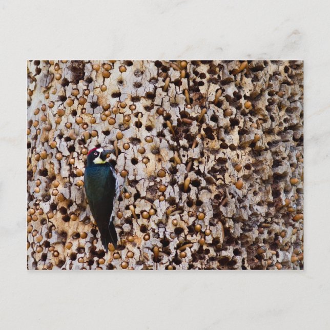 Acorn Woodpecker Postcard (Front)