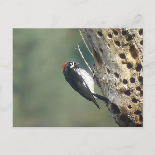 Acorn Woodpecker Postcard