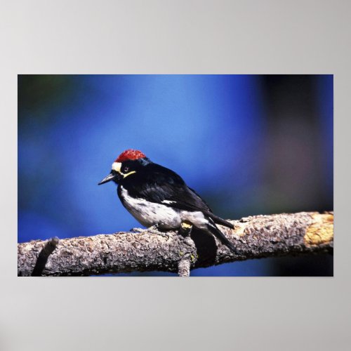 Acorn Woodpecker Poster