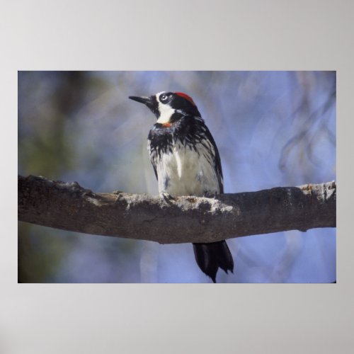 Acorn Woodpecker Poster