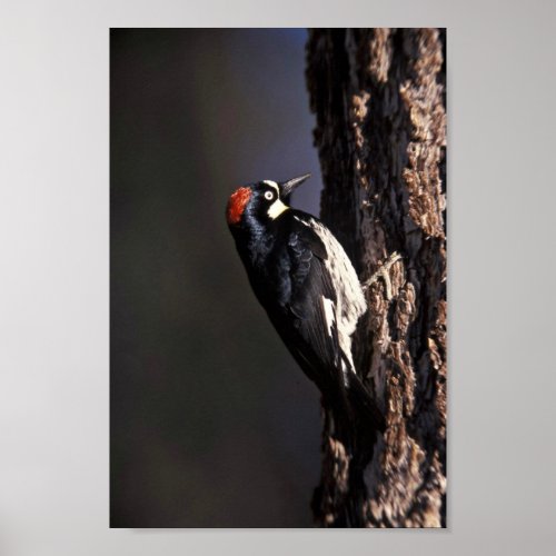 Acorn Woodpecker Poster