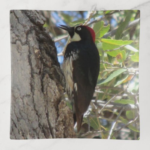 Acorn Woodpecker Trinket Tray