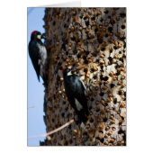 Acorn Woodpeckers (Front)