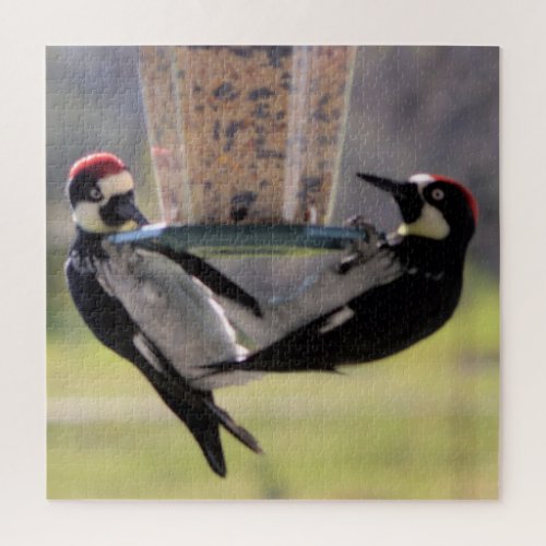Acorn Woodpeckers at Feeder Jigsaw Puzzle