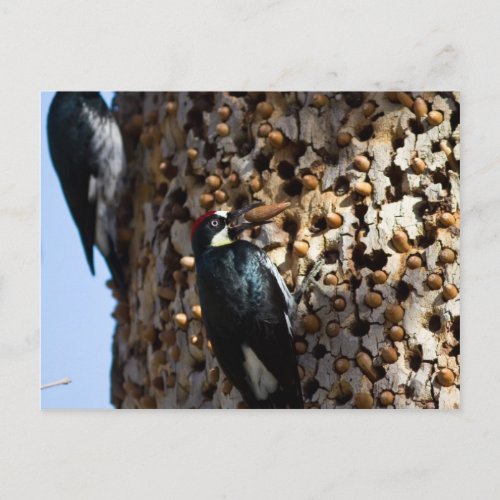 Acorn Woodpeckers Postcard