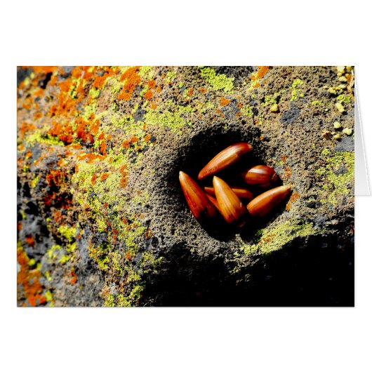 Acorns (Front Horizontal)