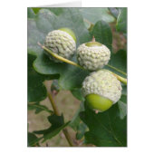 Acorns Card (Front)