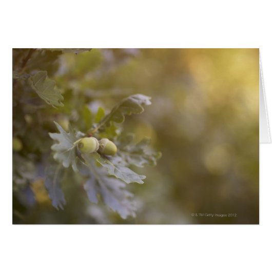 Acorns on oak tree. cards (Front Horizontal)