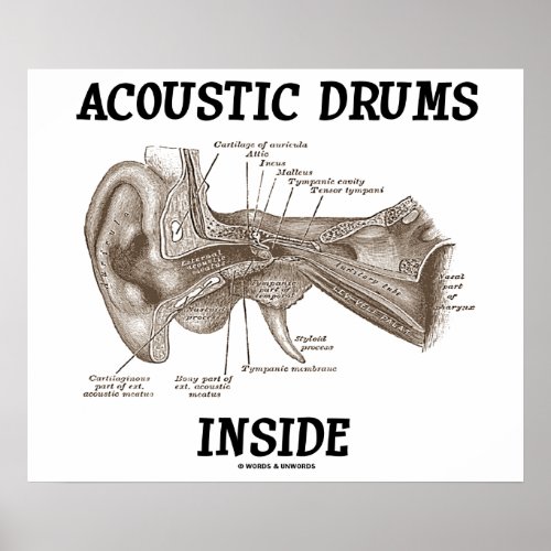 Acoustic Drums Inside Anatomy Of Human Ear Poster