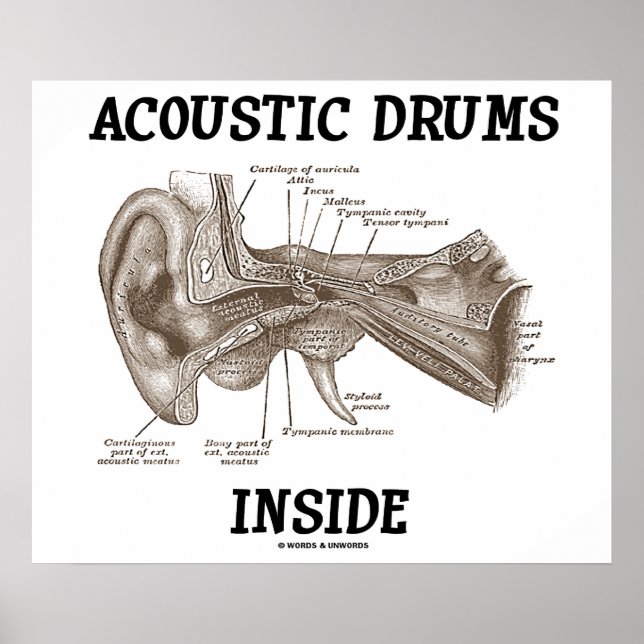 Acoustic Drums Inside (Anatomy Of Human Ear) Poster (Front)