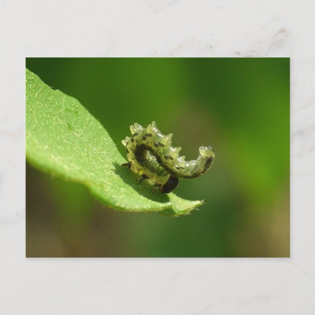Acrobat - Green caterpillar headstand Postcard (Front)